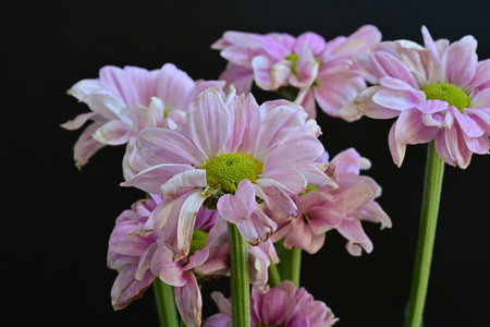Pink flowers on a black background close upの写真素材