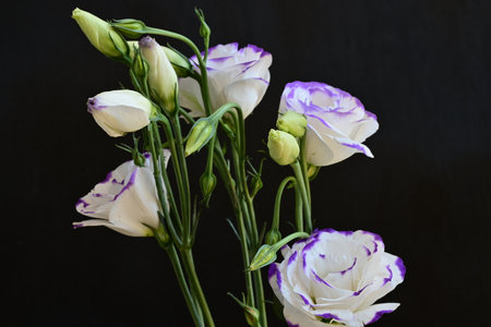 Beautiful eustoma flowers on black background, close-up
