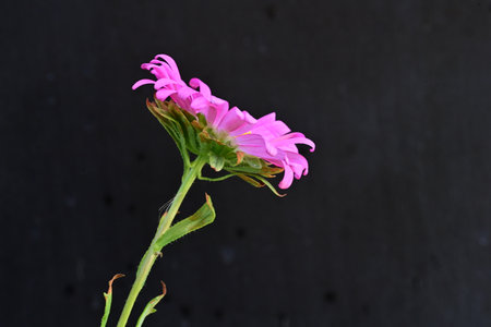 beautiful pink flower on black background, closeup of photo.の写真素材
