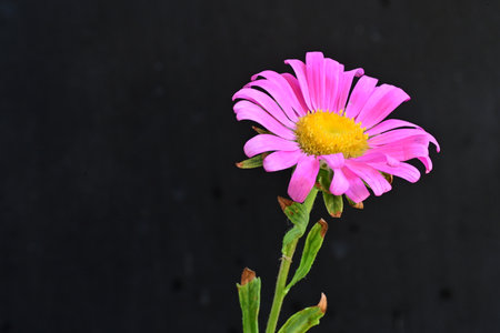 pink chrysanthemum flower isolated on a black backgroundの写真素材