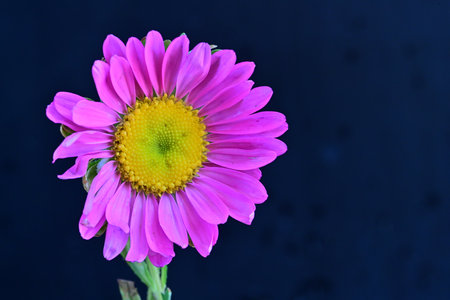 purple chrysanthemum on a dark background close upの写真素材