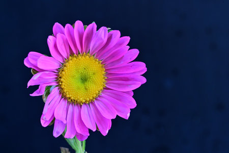 purple chrysanthemum flower on a dark blue backgroundの写真素材