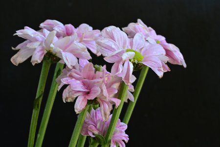 Pink flowers on a black background, close-up, selective focus