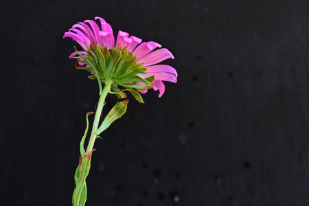 Pink aster flower on a black background with copy space for your textの写真素材