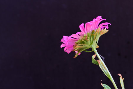 Pink flower on a black background. Shallow depth of field.の写真素材
