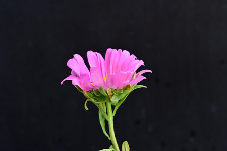 pink aster flower on black background, closeup of photo.