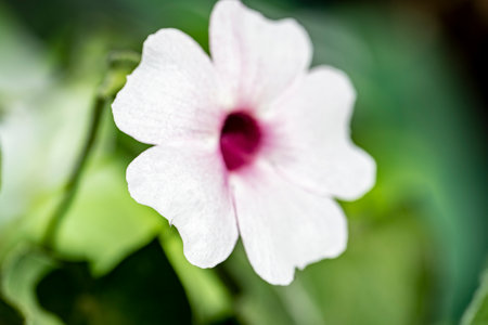 Close up of white flower on blurred green background. Shallow depth of fieldの写真素材