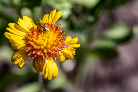 Bee on a yellow flower in the garden. Shallow depth of field.