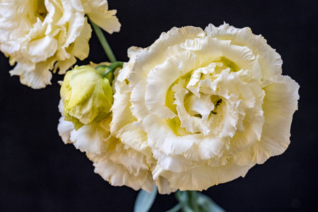 beautiful white tulips on a black background, close-up