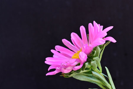 Pink aster flower on black background, closeup of photo with selective focus