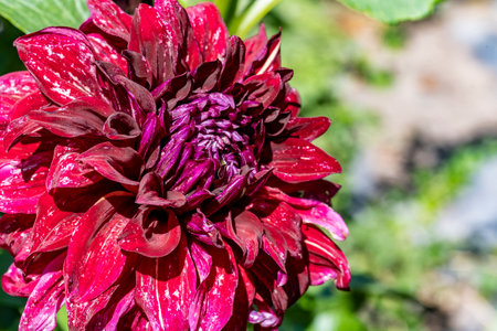 Beautiful dahlia flower in the garden, close-upの写真素材