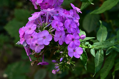 Phlox paniculata is a species of flowering plant in the family Phloxaceae.