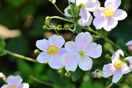 Japanese anemone (Anemone japonica) flowersの写真素材