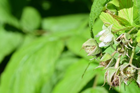 Flowersの写真素材