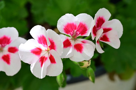 Geranium Pelargonium is a genus of flowering plants in the family Geraniaceae.