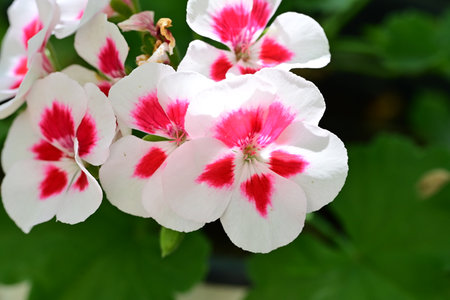 White and red geranium flowers with green leaves in the background.