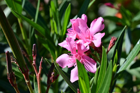 Pink oleander flowers blooming in the garden, selective focus