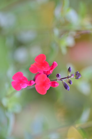 pink salvia flower in the garden at Thailand, selective focus