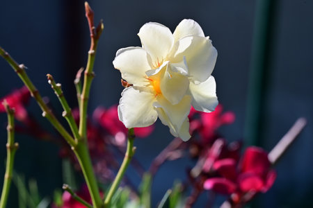 White and yellow oleander flower in the garden, close-up