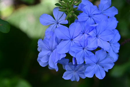 Blue flower in the garden. (Plumbago auriculata)