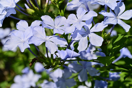 Plumbago auriculata, Cape leadwort, Plumbago auriculataの写真素材