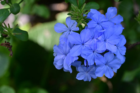 Plumbago auriculata, also known as Cape leadwort.