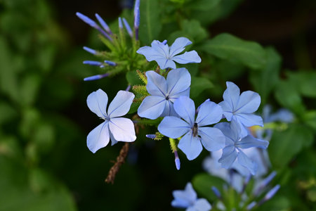 Plumbago auriculata, Cape leadwort, Plumbago auriculataの写真素材