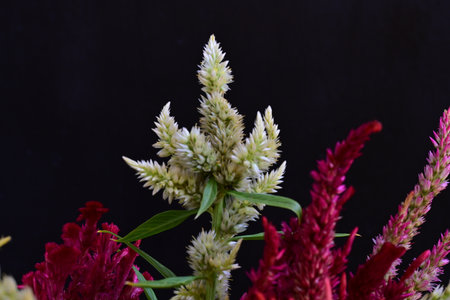 Celosia argentea flowers isolated on black background.