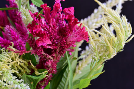 Celosia argentea flower bouquet on black background