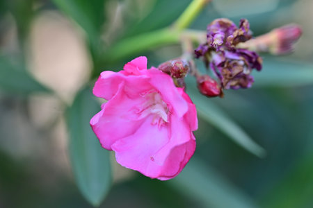 Pink oleander flower blooming in the garden, stock photo