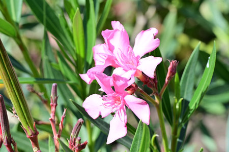 Pink oleander flowers blooming in the garden, stock photo