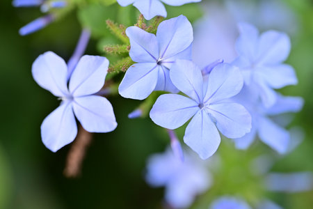 Blue flowers in the garden. (Plumbago auriculata)