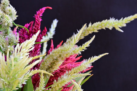 Cockscomb flower isolated on black background with copy space for textの写真素材