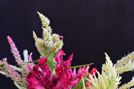 colorful celosia flower on black background with space for textの写真素材