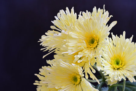 Yellow chrysanthemum flowers on a dark background close upの写真素材