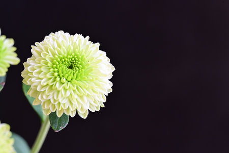 White chrysanthemum flower isolated on black background, selective focusの写真素材