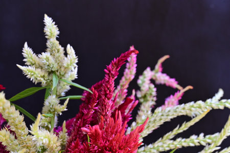 Colorful celosia flower bouquet isolated on black background.の写真素材