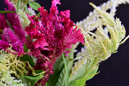 Celosia argentea flowers isolated on black background.の写真素材