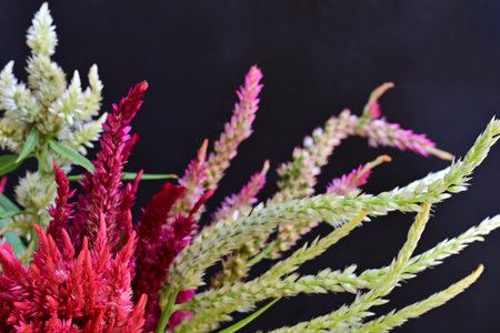 Colorful celosia flowers on black background. Close up.の写真素材
