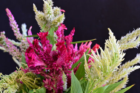 Celosia argentea flower bouquet on black background