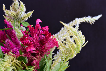 Colorful celosia flowers on black background with copy space.の写真素材
