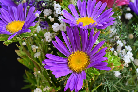 Aster flower bouquet close-up on a black background.