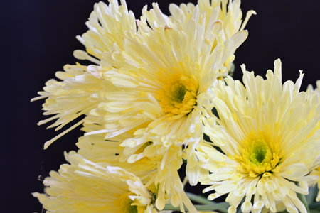 Yellow chrysanthemums on a black background close-up