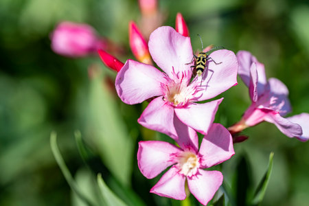 Insect on a pink oleander flower in the garden.