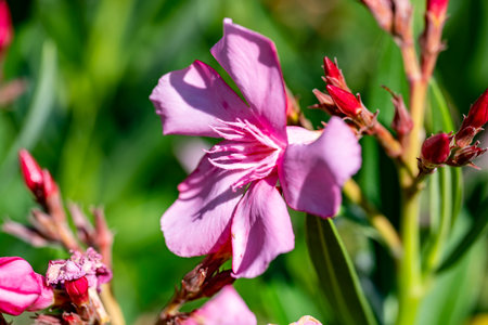 Pink flowers blooming in the garden, close up