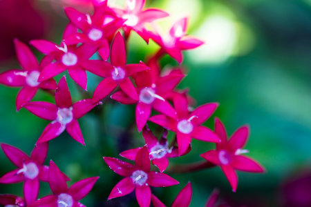 Red Ixora flower blooming in the garden, Thailand.