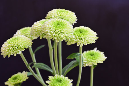 Green chrysanthemum flowers isolated on black background, close up