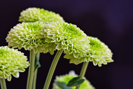 Green chrysanthemum flowers isolated on black background close up