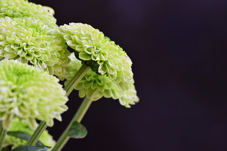Green chrysanthemum flowers on black background, close upの写真素材