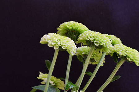 Green chrysanthemum flowers isolated on black background, close upの写真素材